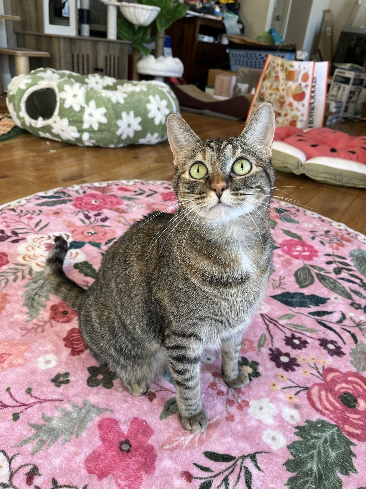 Hazel, Adoptable, Adult Female Domestic Short Hair.