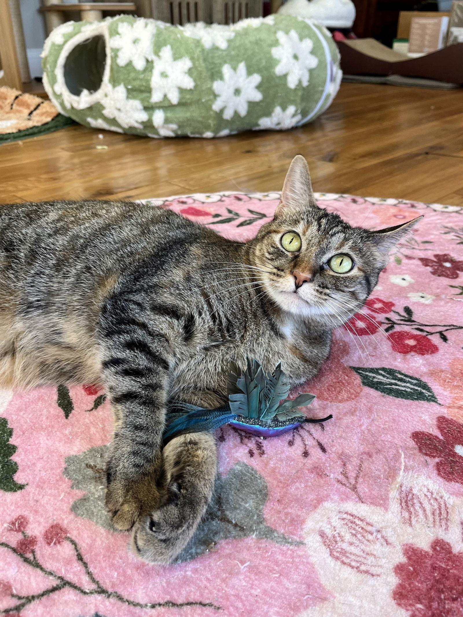 Enlarge Hazel, a Adoptable Domestic Short Hair in Long Beach, CA image 2/3