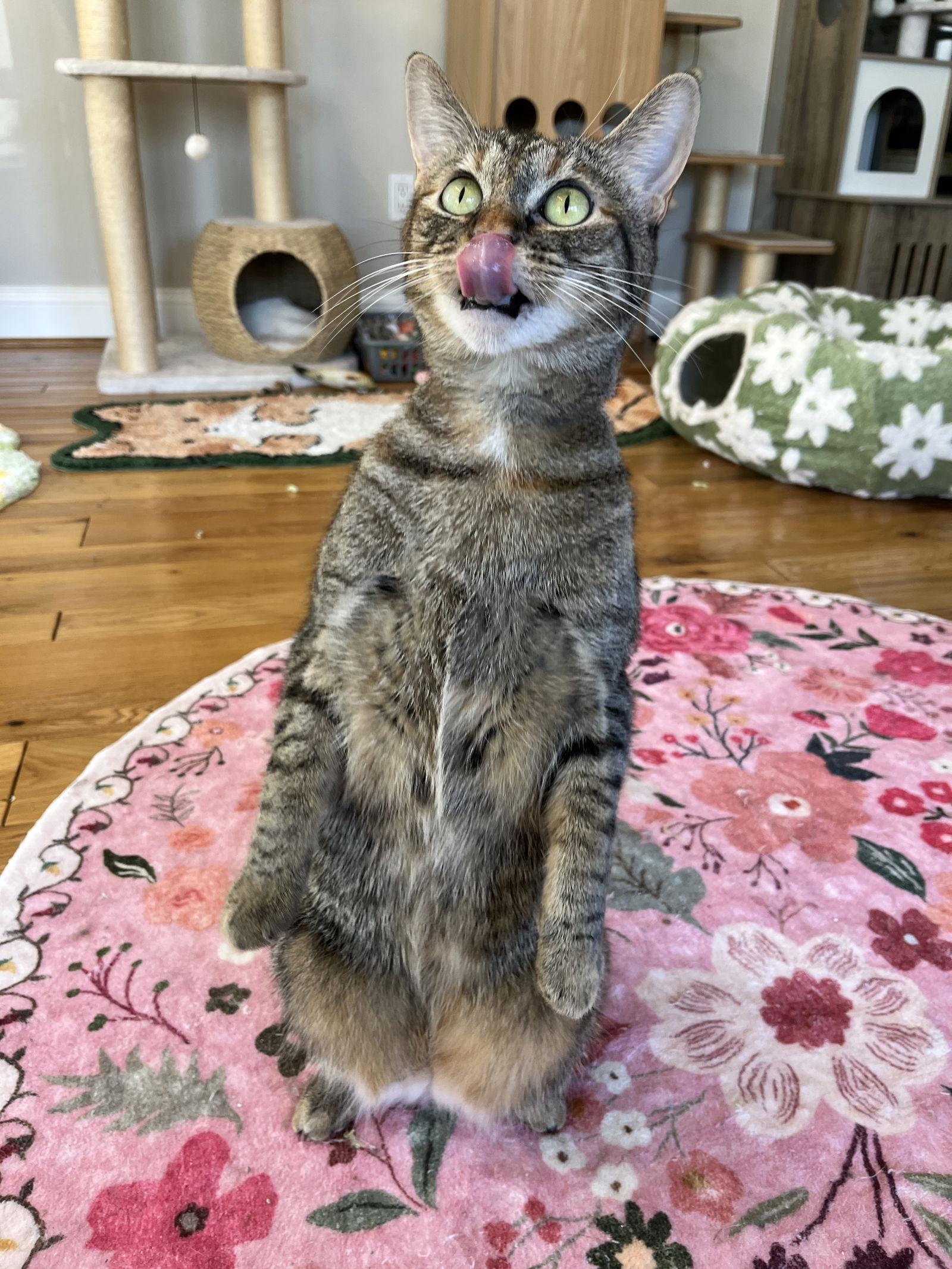 Hazel, Adoptable, Adult Female Domestic Short Hair.