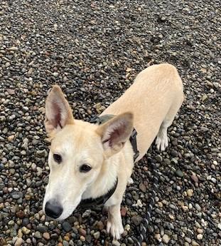 Enlarge RUBY aka RUE, a ADOPTABLE mixed breed in Olympia, WA image 4/5