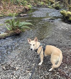 Enlarge RUBY aka RUE, a ADOPTABLE mixed breed in Olympia, WA image 3/5