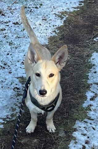 Enlarge RUBY aka RUE, a ADOPTABLE mixed breed in Olympia, WA image 1/5