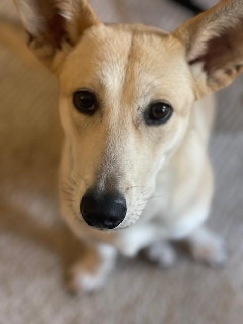 Enlarge RUBY aka RUE, a ADOPTABLE mixed breed in Olympia, WA image 2/5