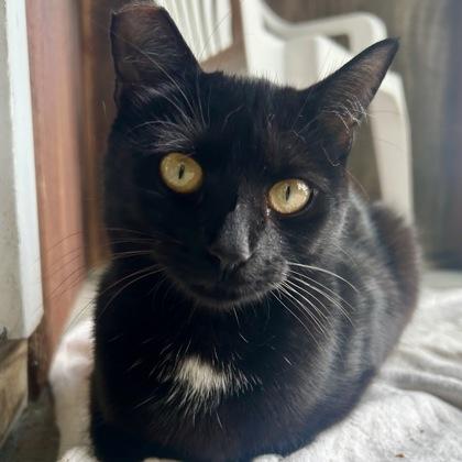 Enlarge Cannon, a Adoptable mixed breed in East Montpelier, VT image 1/1