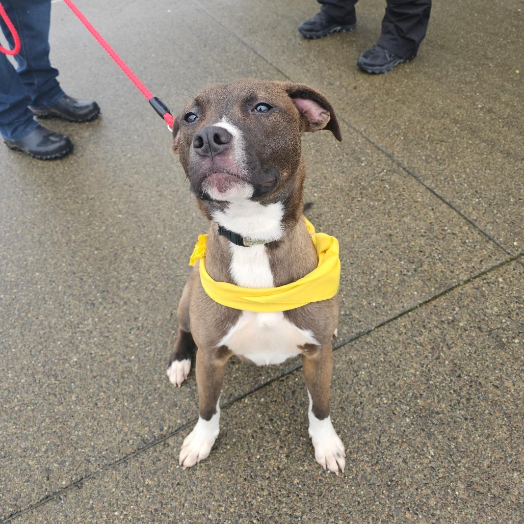 Callan, Adoptable, Young Male Mixed Breed & Pit Bull Terrier.