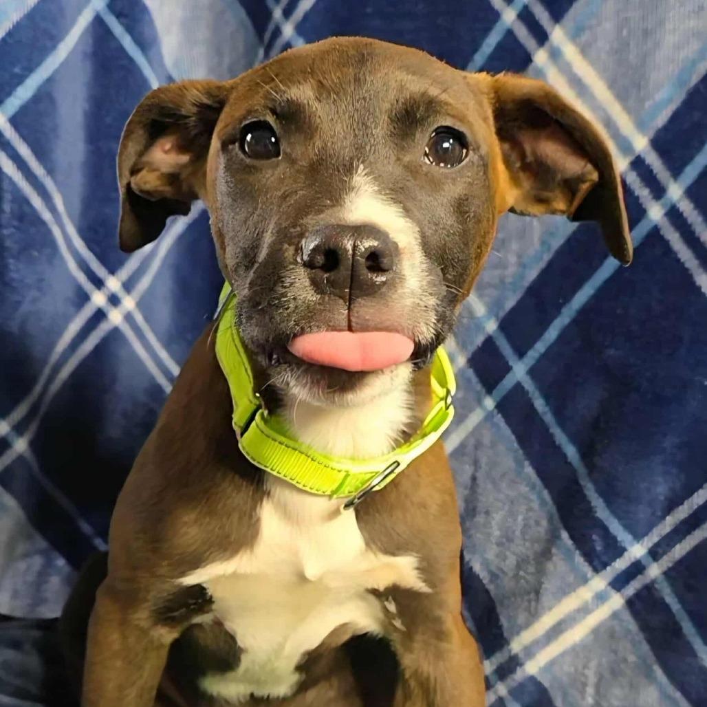 Callan, a Adoptable mixed breed in Oakville, WA image 2/6