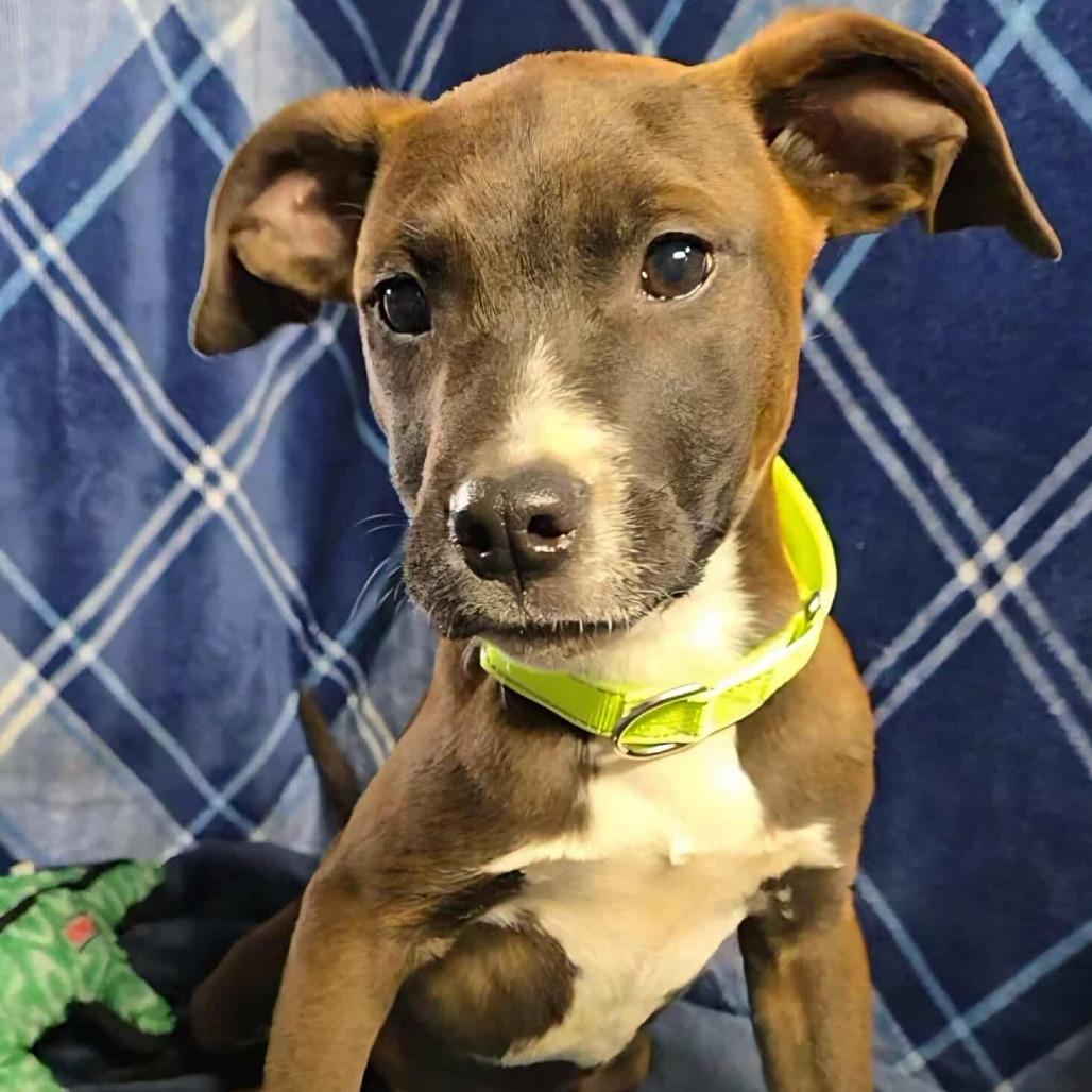 Callan, a Adoptable mixed breed in Oakville, WA image 3/6