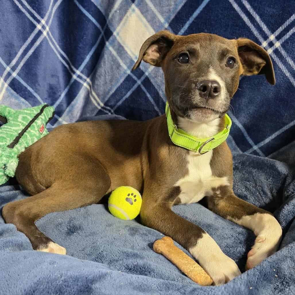 Callan, a Adoptable mixed breed in Oakville, WA image 4/6