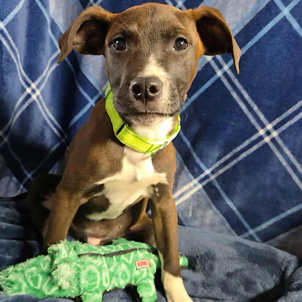 Callan, a Adoptable mixed breed in Oakville, WA image 5/6