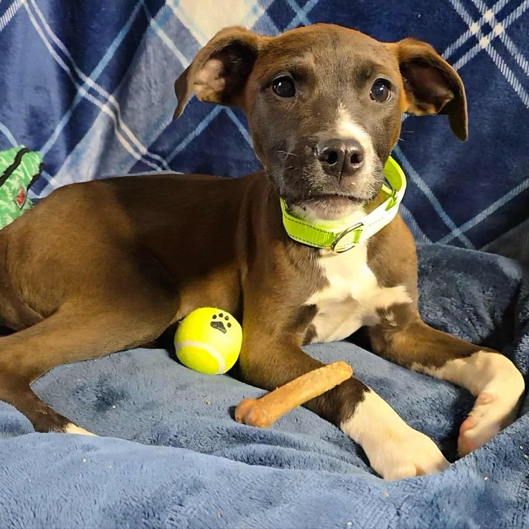 Callan, a Adoptable mixed breed in Oakville, WA image 6/6