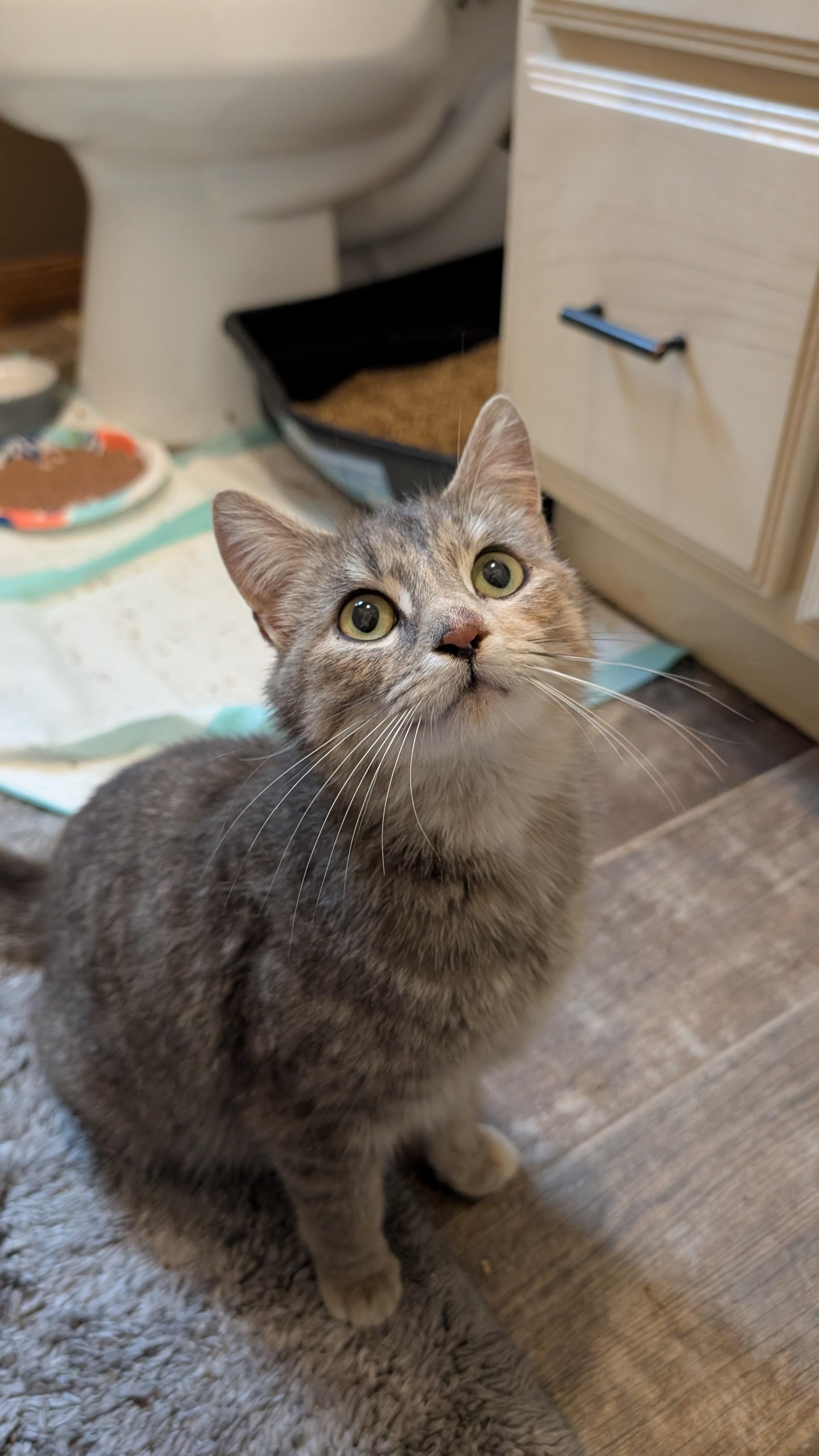 Enlarge Goldilocks, a ADOPTABLE Domestic Short Hair in Morgantown, WV image 2/4