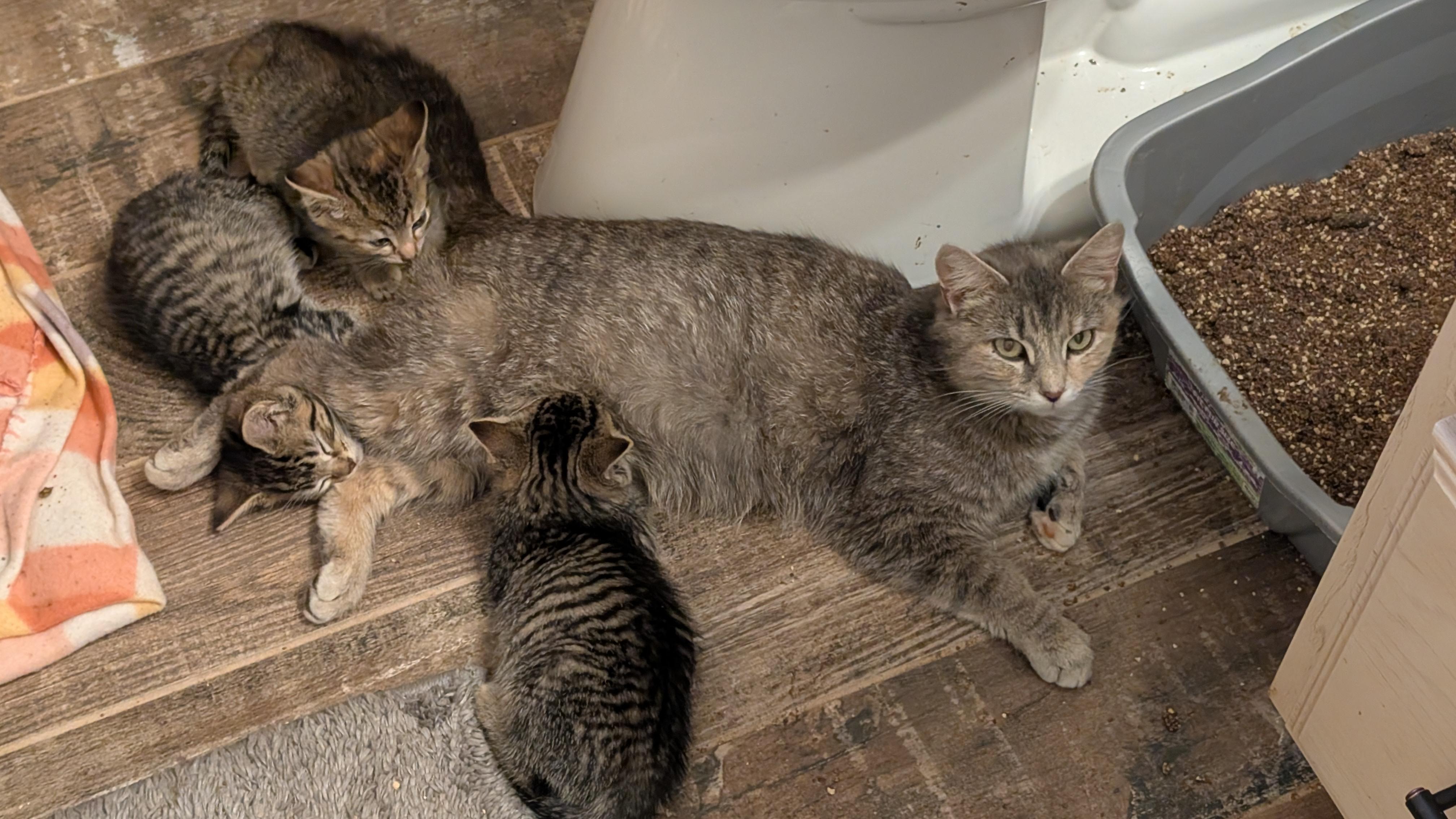 Enlarge Goldilocks, a ADOPTABLE Domestic Short Hair in Morgantown, WV image 4/4