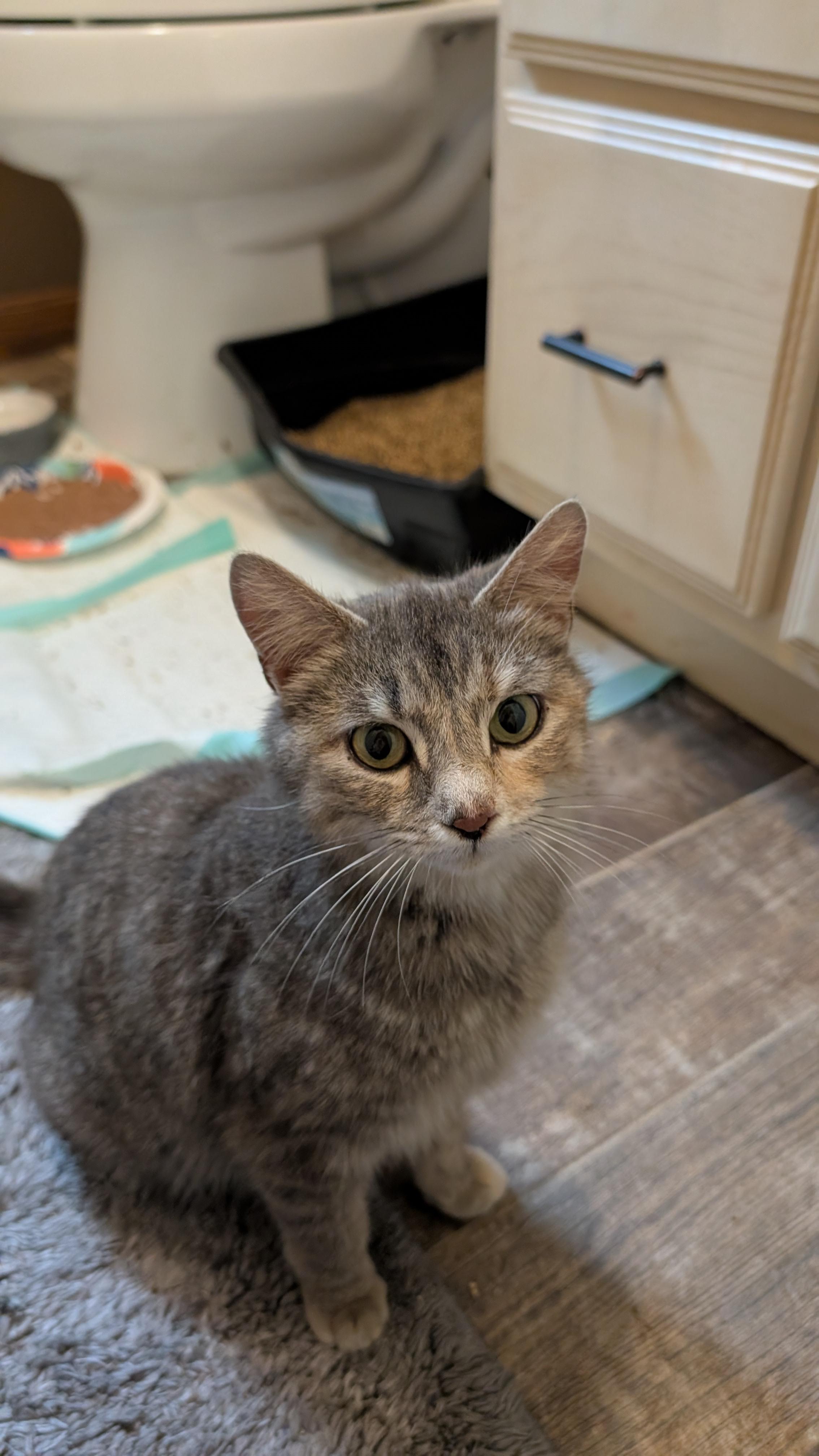 Enlarge Goldilocks, a ADOPTABLE Domestic Short Hair in Morgantown, WV image 3/4