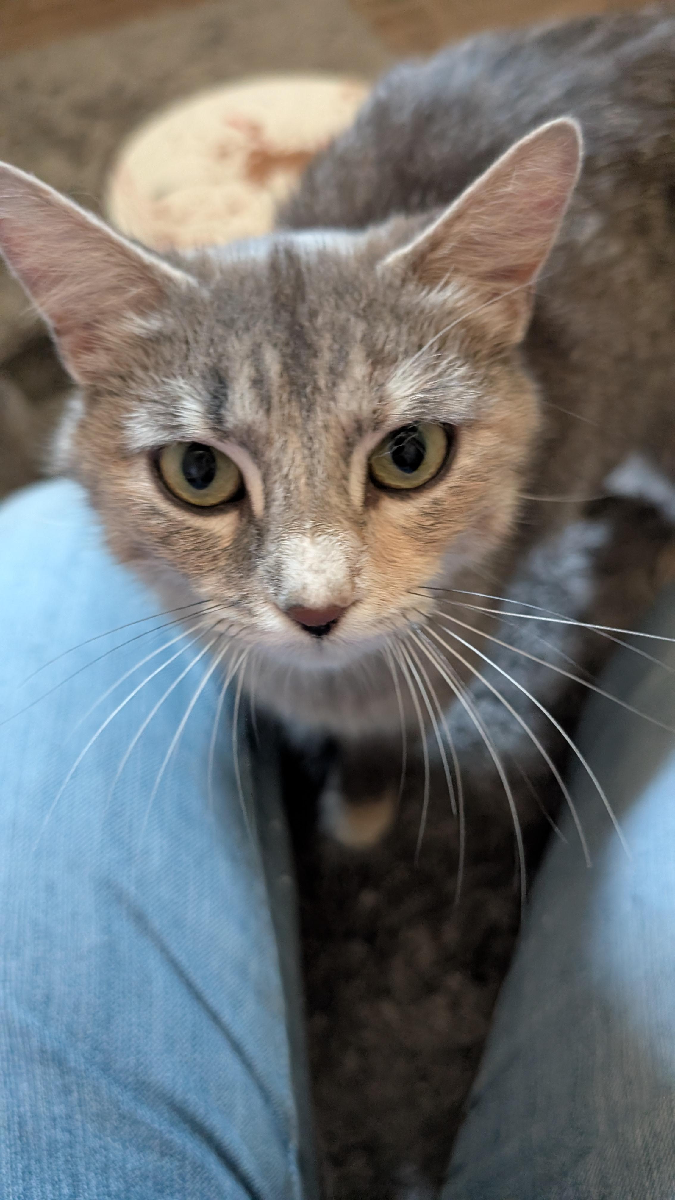 Goldilocks, ADOPTABLE, Adult Female Domestic Short Hair.