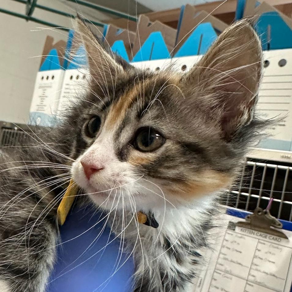 Gracie — thumbnail 2