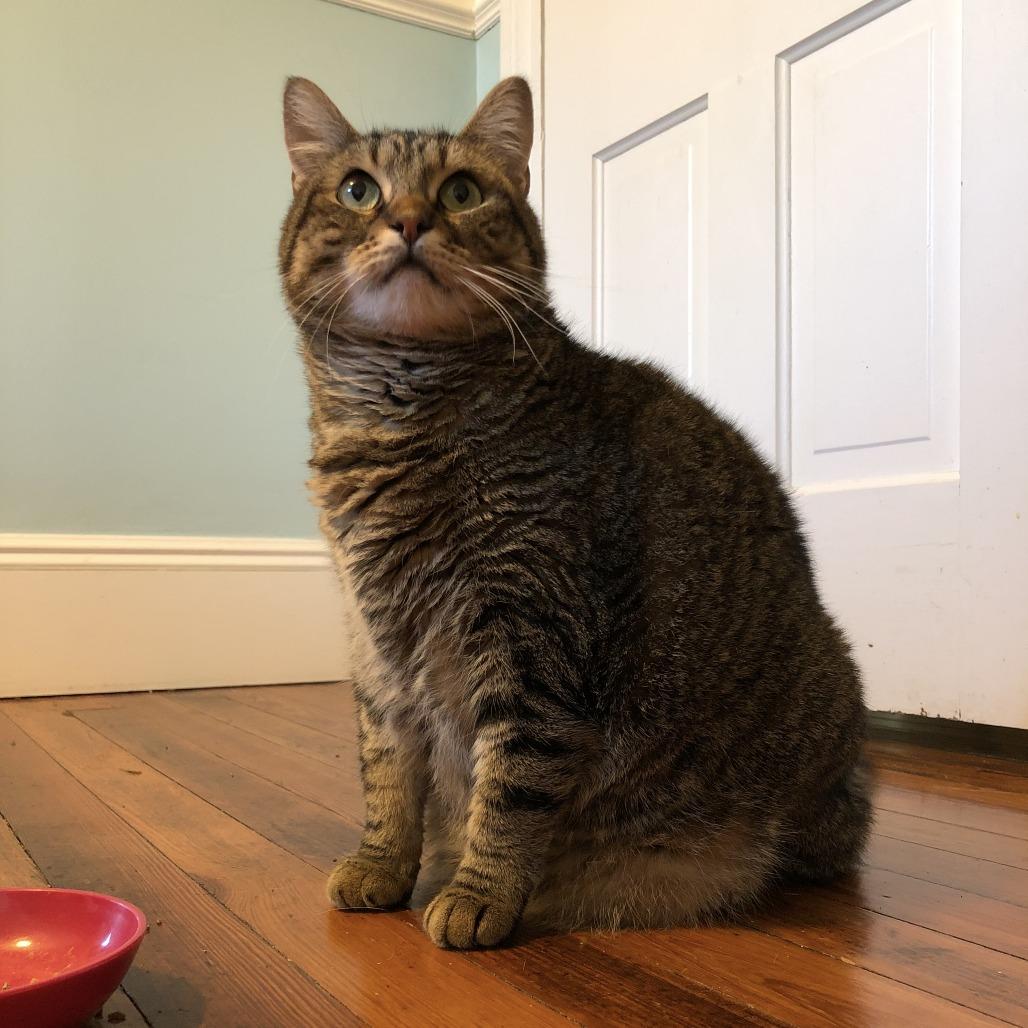 Enlarge Tussie, a Adoptable Domestic Short Hair in Middle Village, NY image 1/6