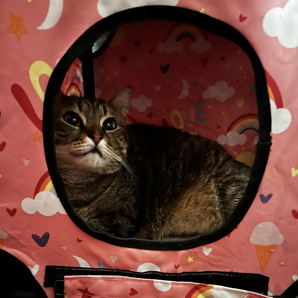 Enlarge Tussie, a Adoptable Domestic Short Hair in Middle Village, NY image 2/6