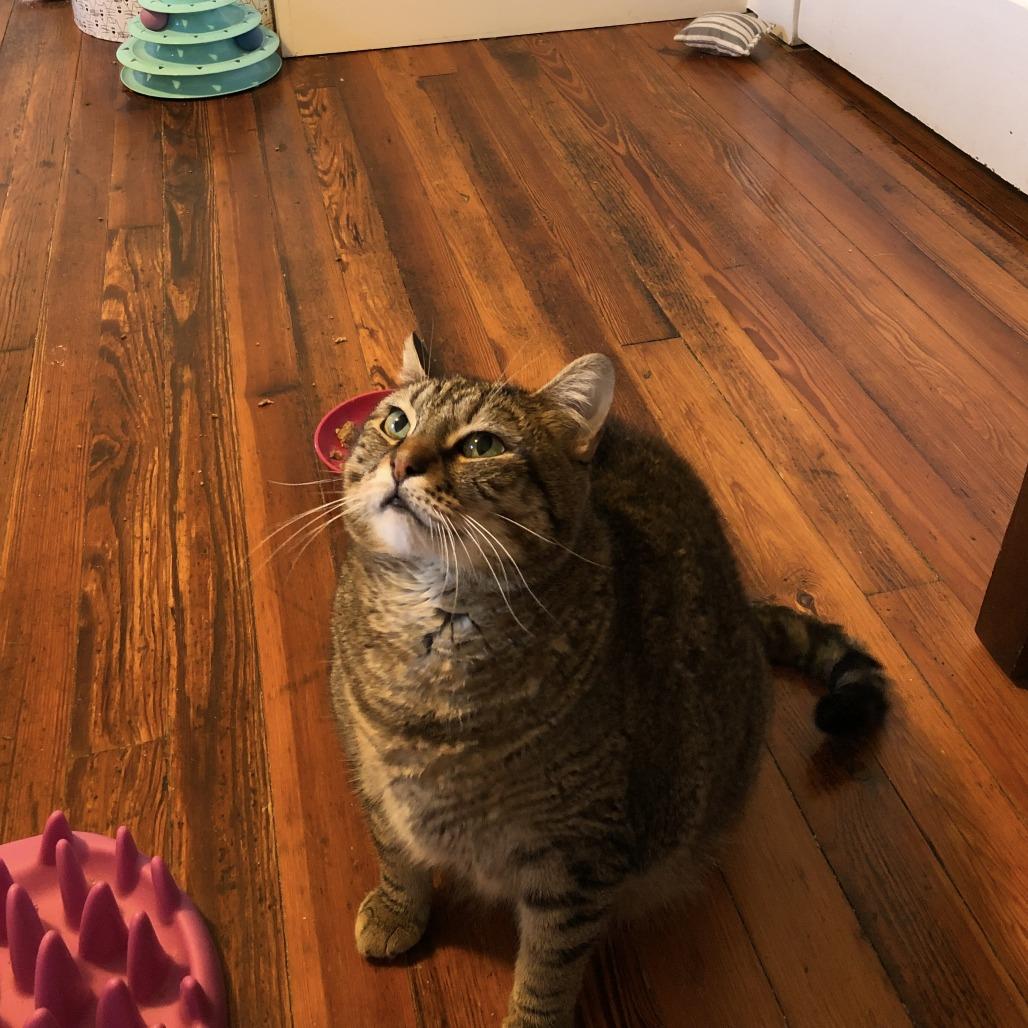 Tussie — thumbnail 3