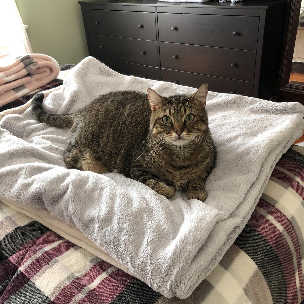 Tussie — thumbnail 4