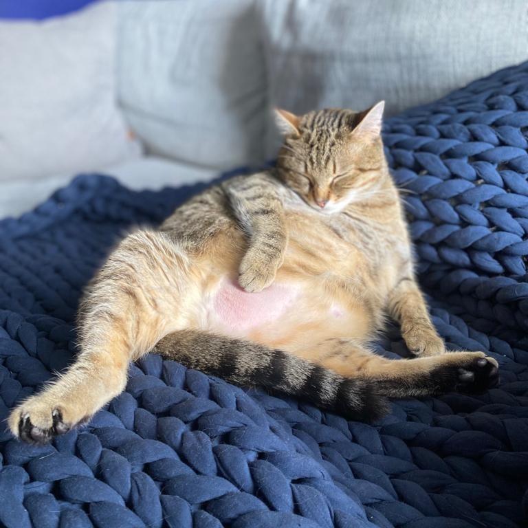 Tussie — thumbnail 5