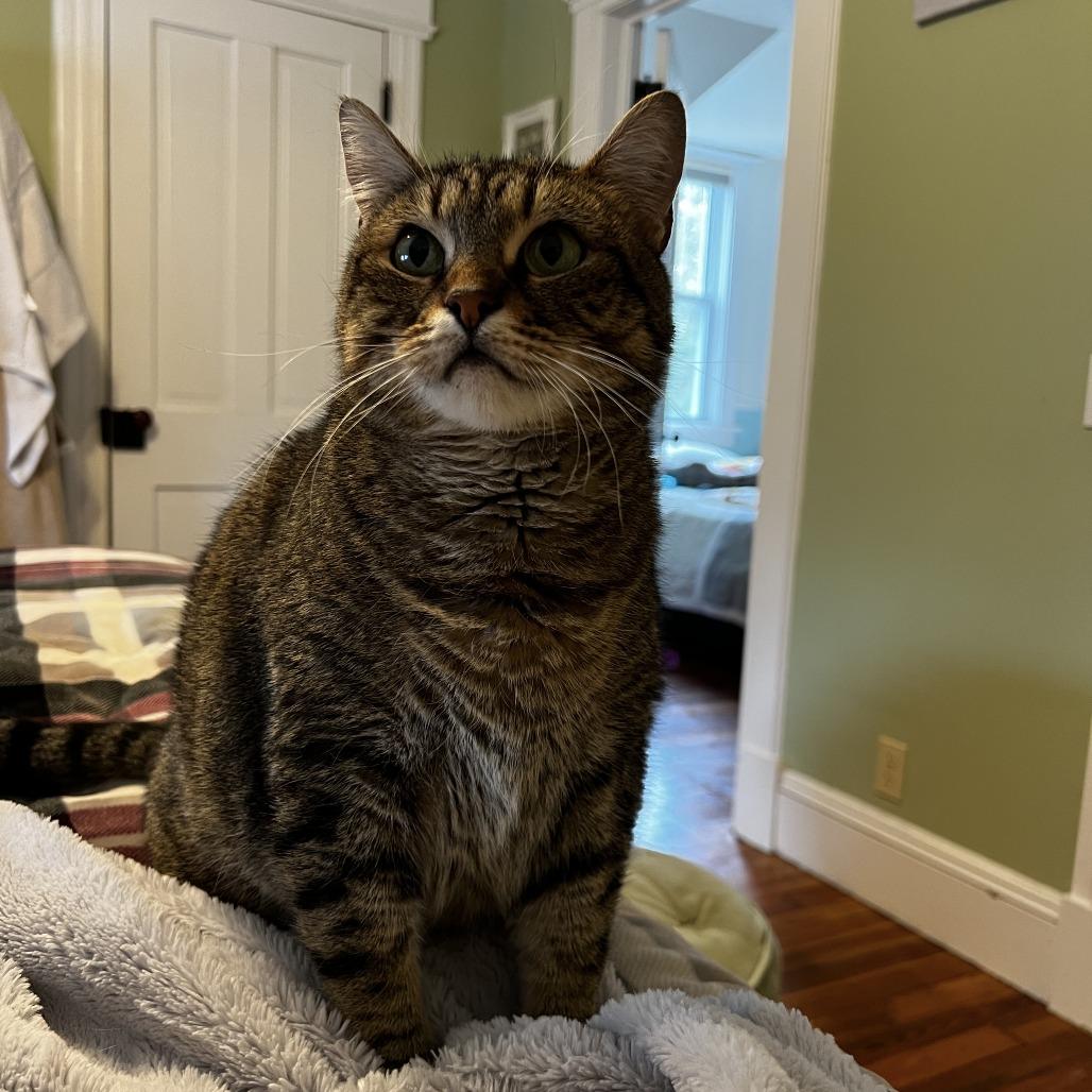 Tussie — thumbnail 6