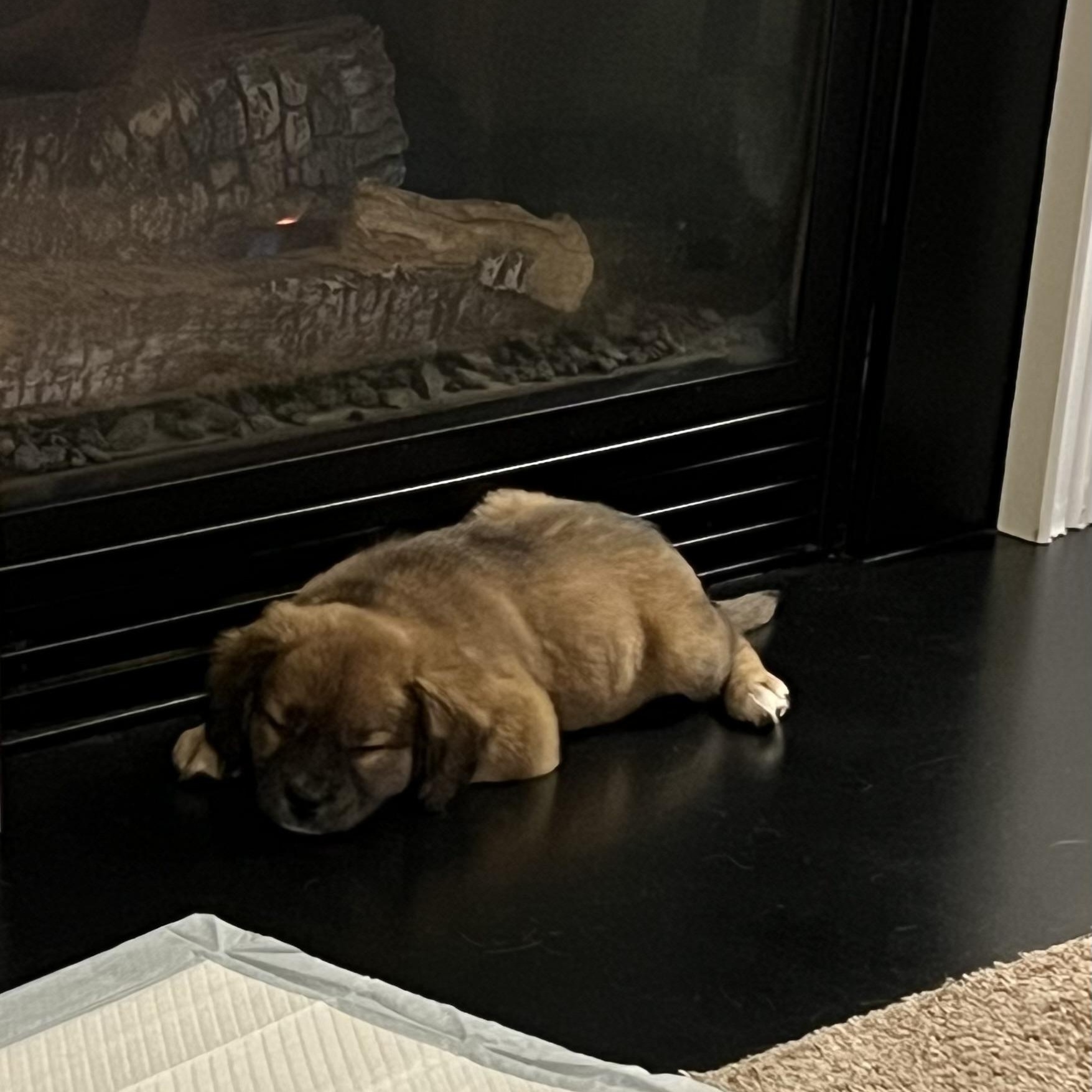 Stassi, adopted, Puppy Female Beagle.