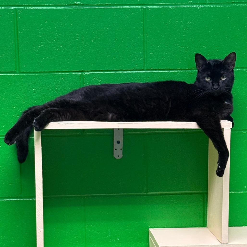 Beau, Adoptable, Senior Male Domestic Short Hair.