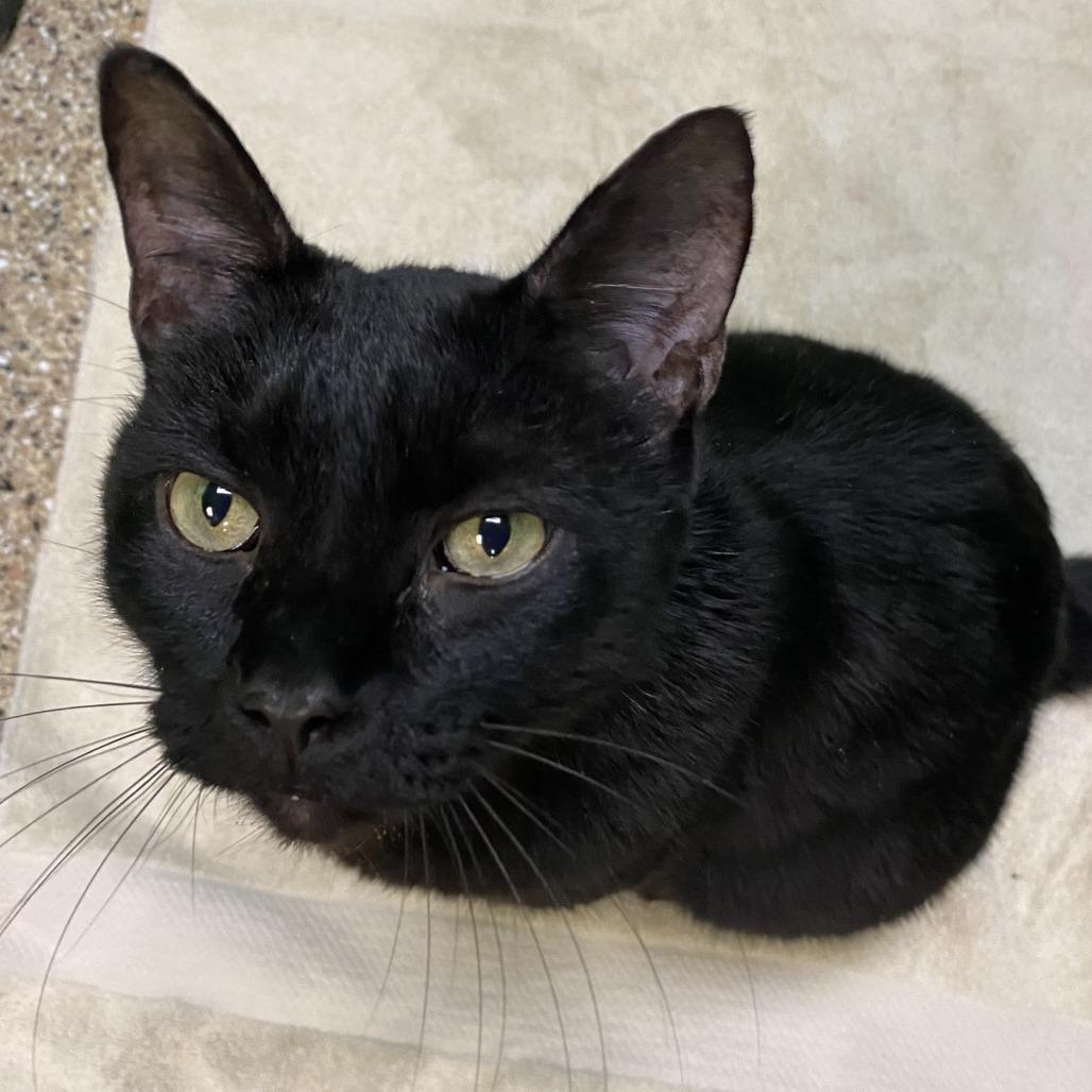 Enlarge Beau, a Adoptable Domestic Short Hair in Cheyenne, WY image 2/4