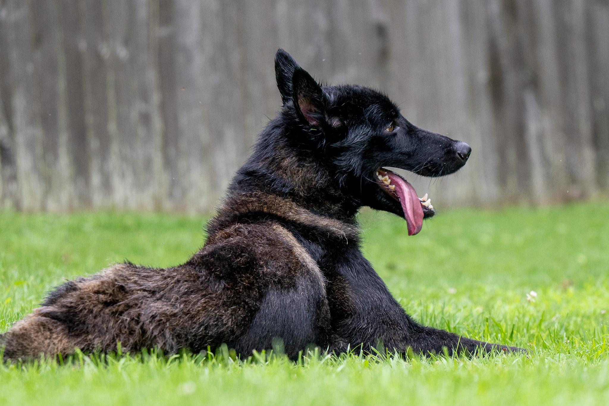 Enlarge Thomas, a Adoptable Belgian Shepherd / Malinois in Chester Springs, PA image 1/6
