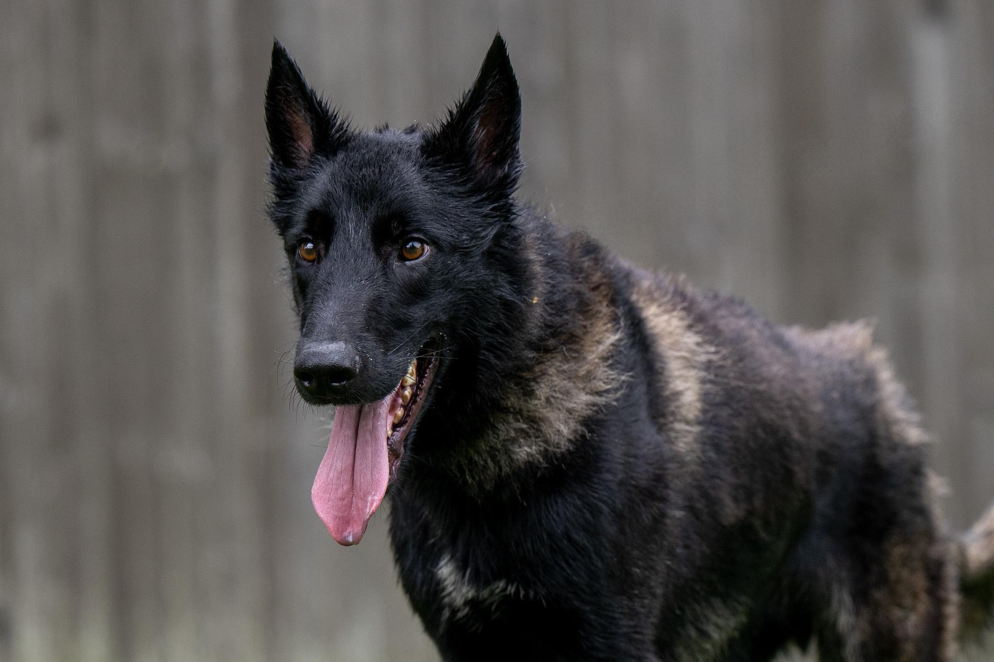 Enlarge Thomas, a Adoptable Belgian Shepherd / Malinois in Chester Springs, PA image 2/6