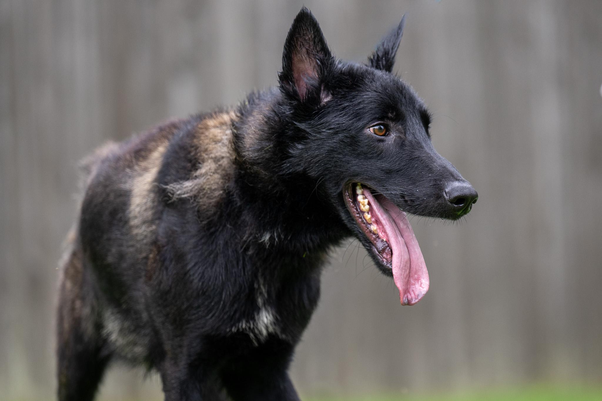Enlarge Thomas, a Adoptable Belgian Shepherd / Malinois in Chester Springs, PA image 3/6