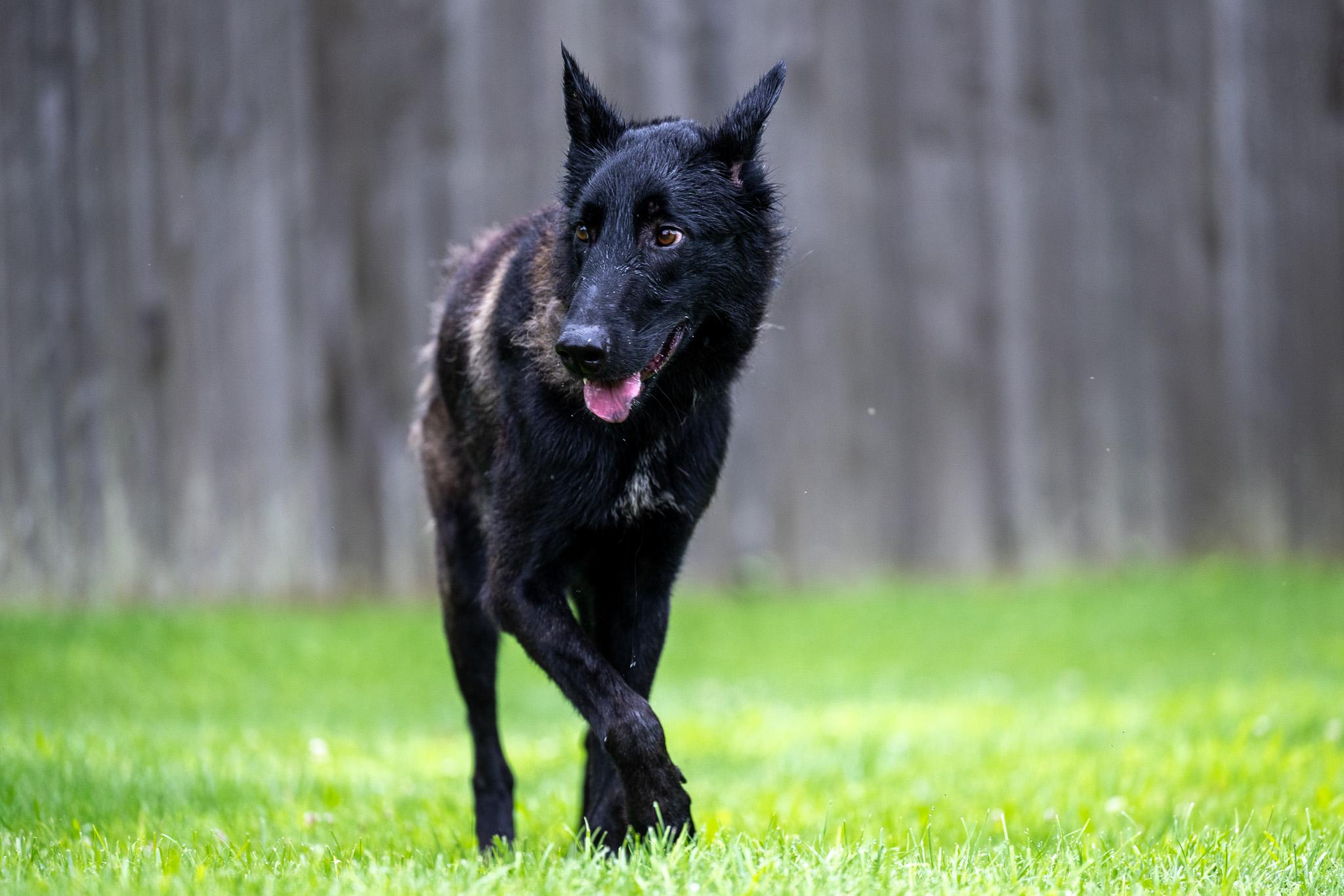 Enlarge Thomas, a Adoptable Belgian Shepherd / Malinois in Chester Springs, PA image 4/6