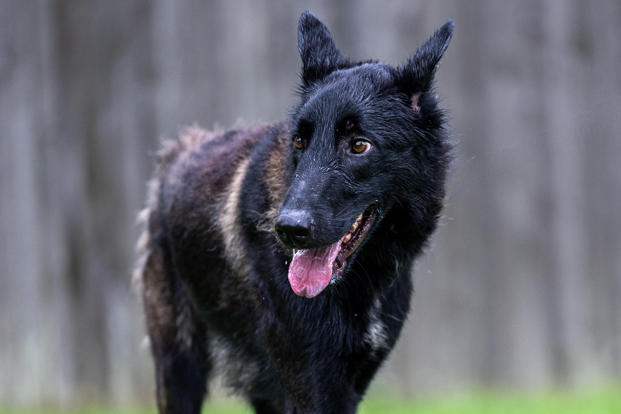 Enlarge Thomas, a Adoptable Belgian Shepherd / Malinois in Chester Springs, PA image 5/6
