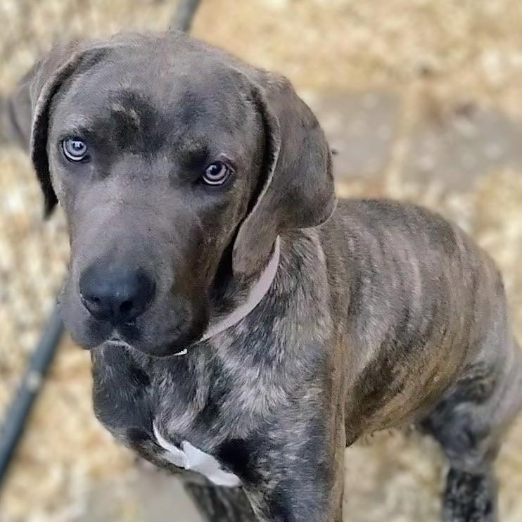 Enlarge Sania , an adopted mixed breed in Carson, MS image 1/1