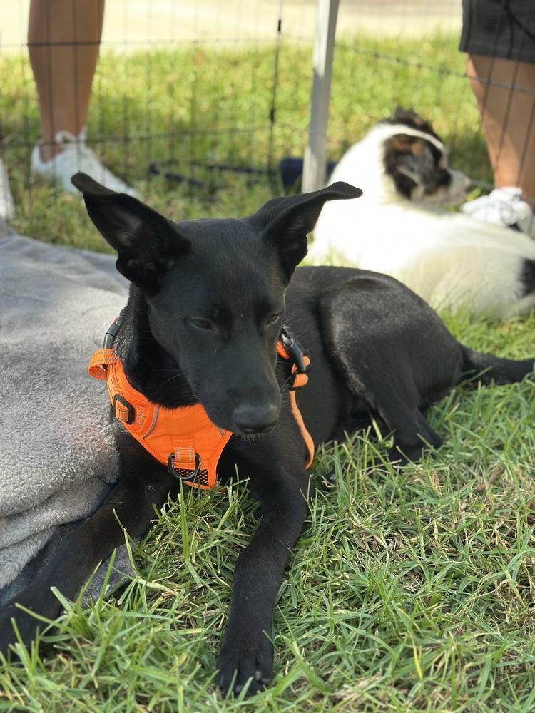 Willow, a Adoptable mixed breed in Escondido, CA image 1/6