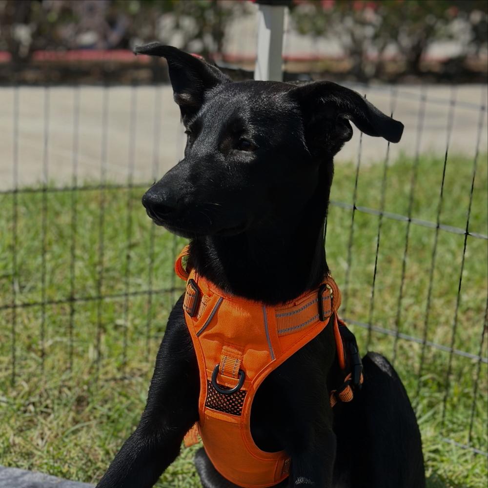 Willow, a Adoptable mixed breed in Escondido, CA image 2/6