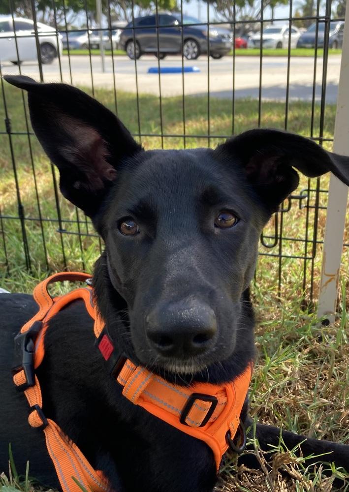 Willow, a Adoptable mixed breed in Escondido, CA image 3/6