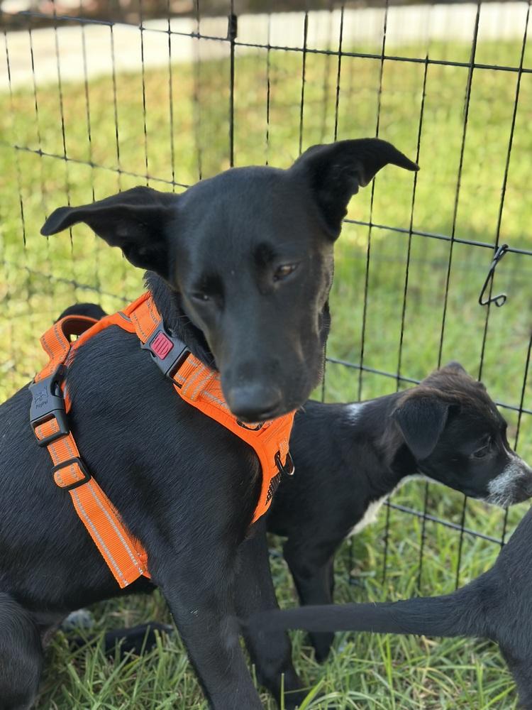 Willow, a Adoptable mixed breed in Escondido, CA image 4/6