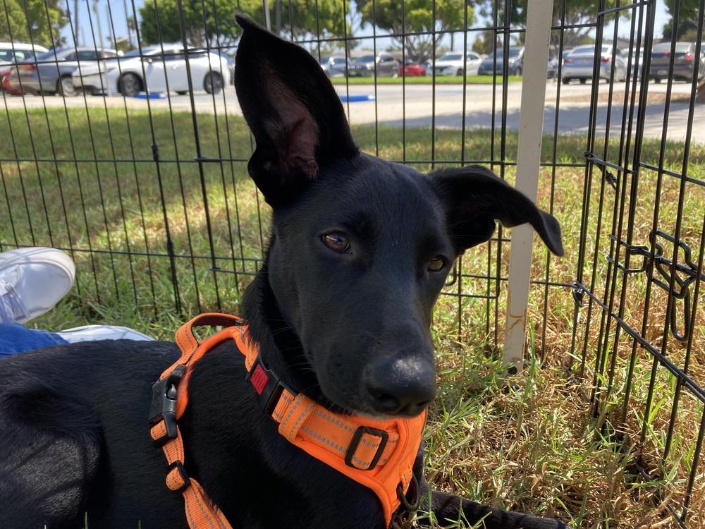 Willow, a Adoptable mixed breed in Escondido, CA image 5/6