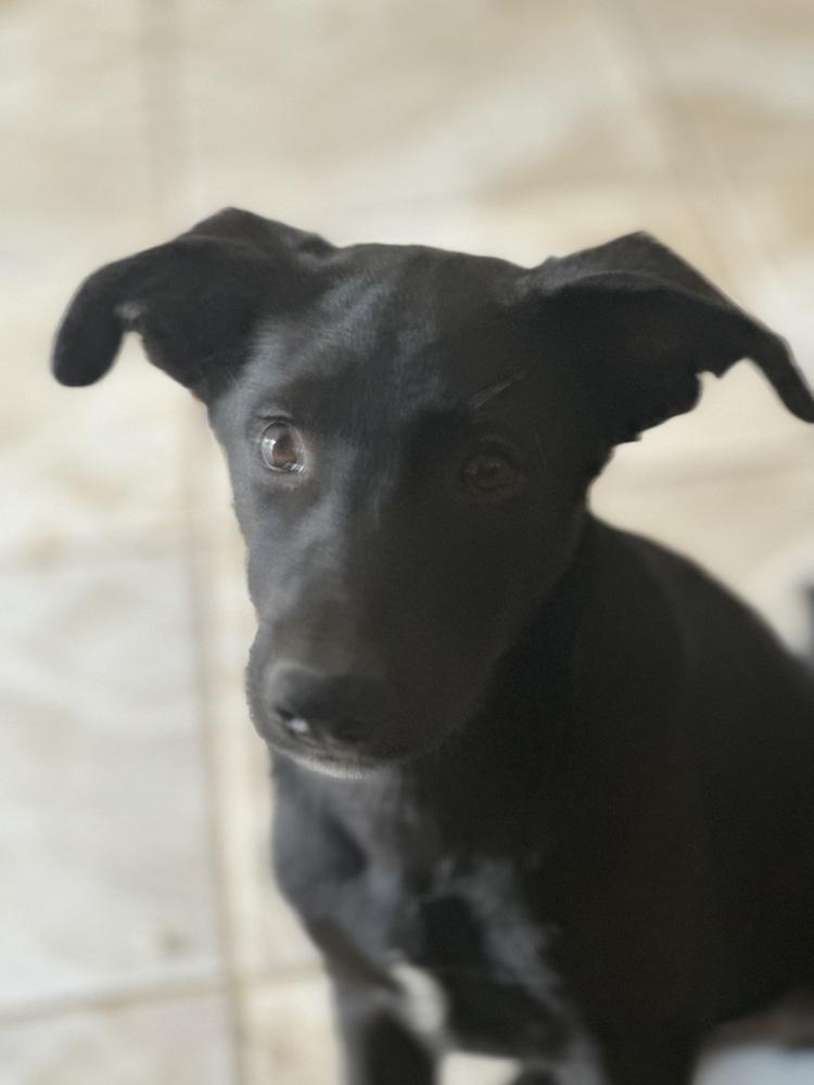 Willow, a Adoptable mixed breed in Escondido, CA image 6/6