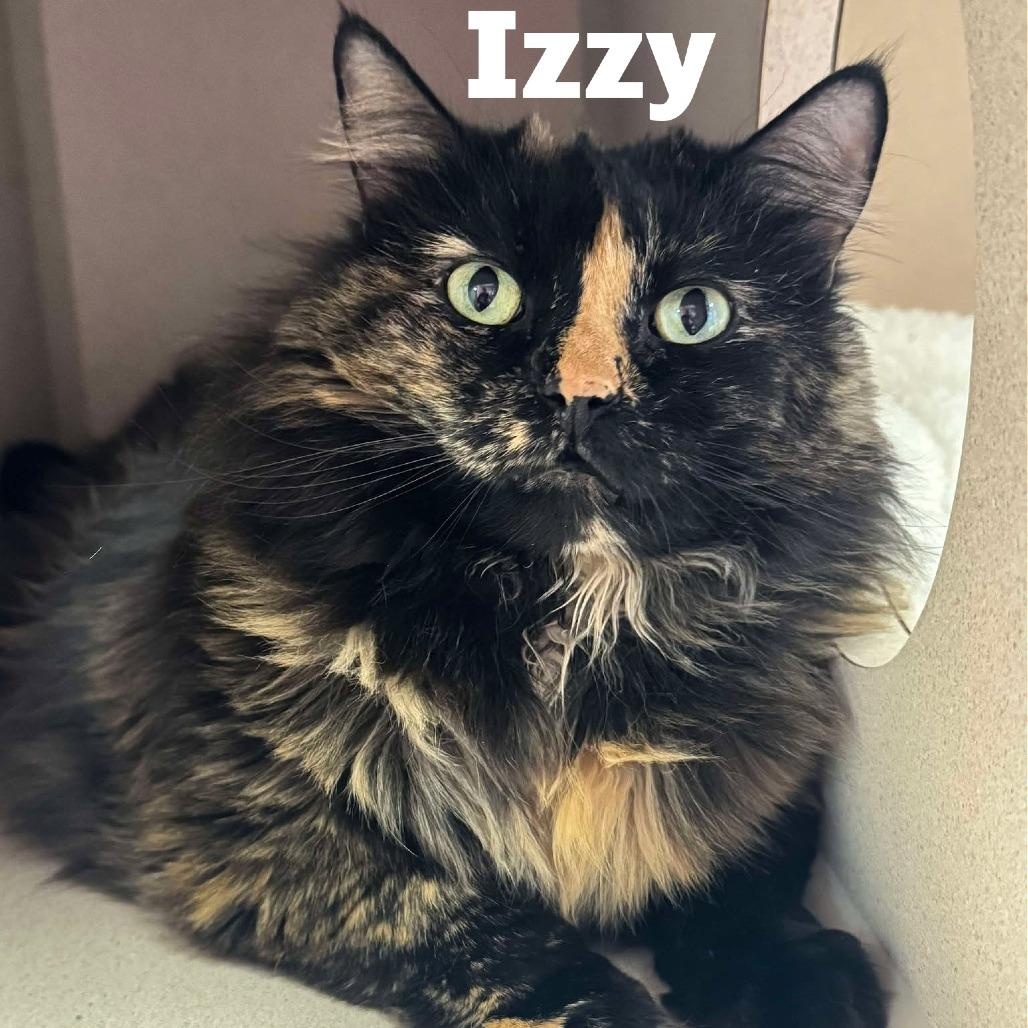 Izzy 250717, Adoptable, Senior Female Domestic Long Hair.