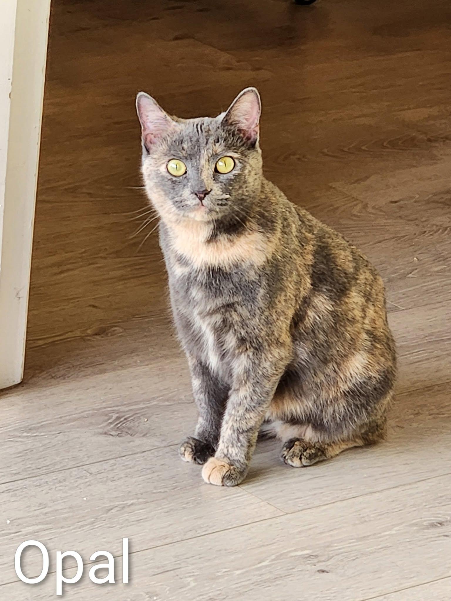 Enlarge Opal, a Adoptable Domestic Short Hair in Aurora, IL image 2/2