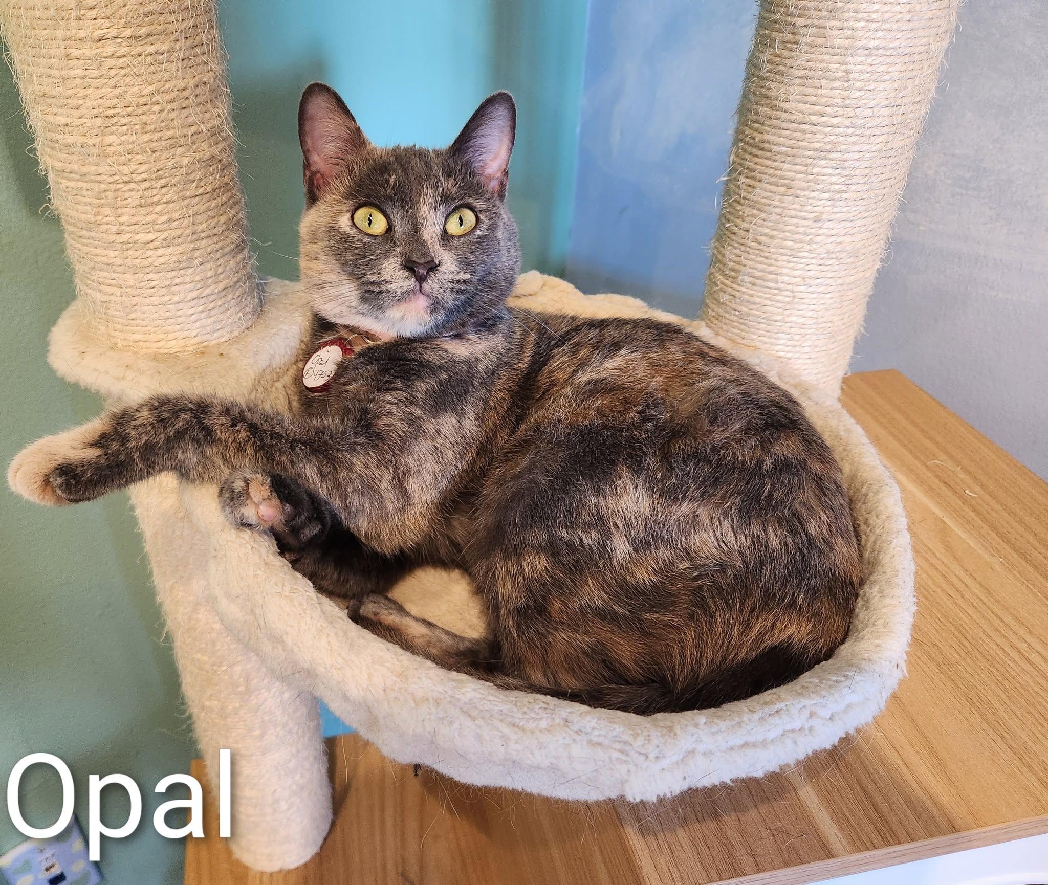 Opal, Adoptable, Adult Female Domestic Short Hair.