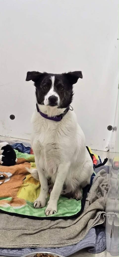 Pickles, Adoptable, Adult Female Mixed Breed.