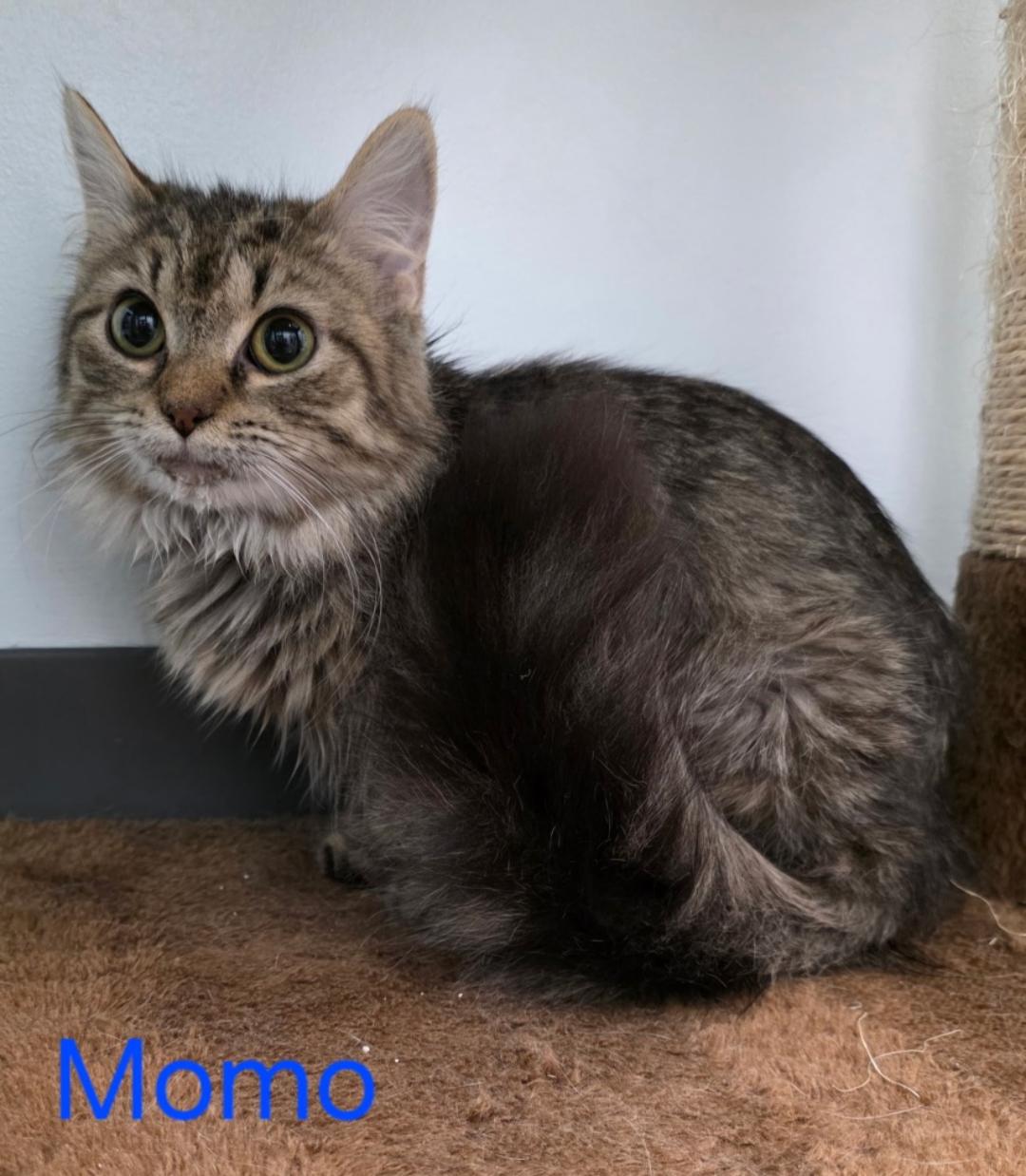 Momo, Adopted, Young Female Domestic Short Hair.