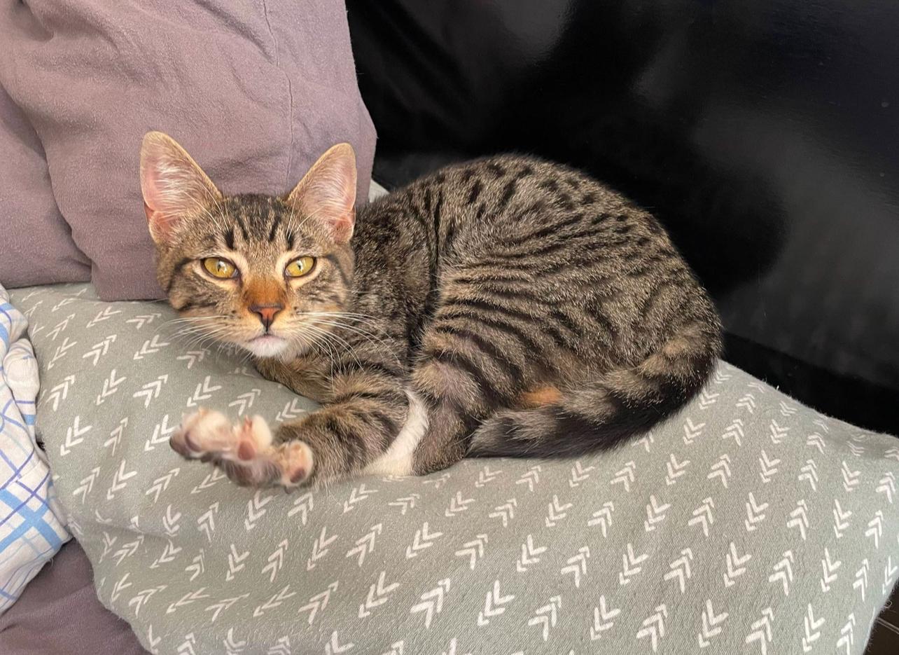 DYLAN, Adoptable, Young Male Maine Coon & Bengal.