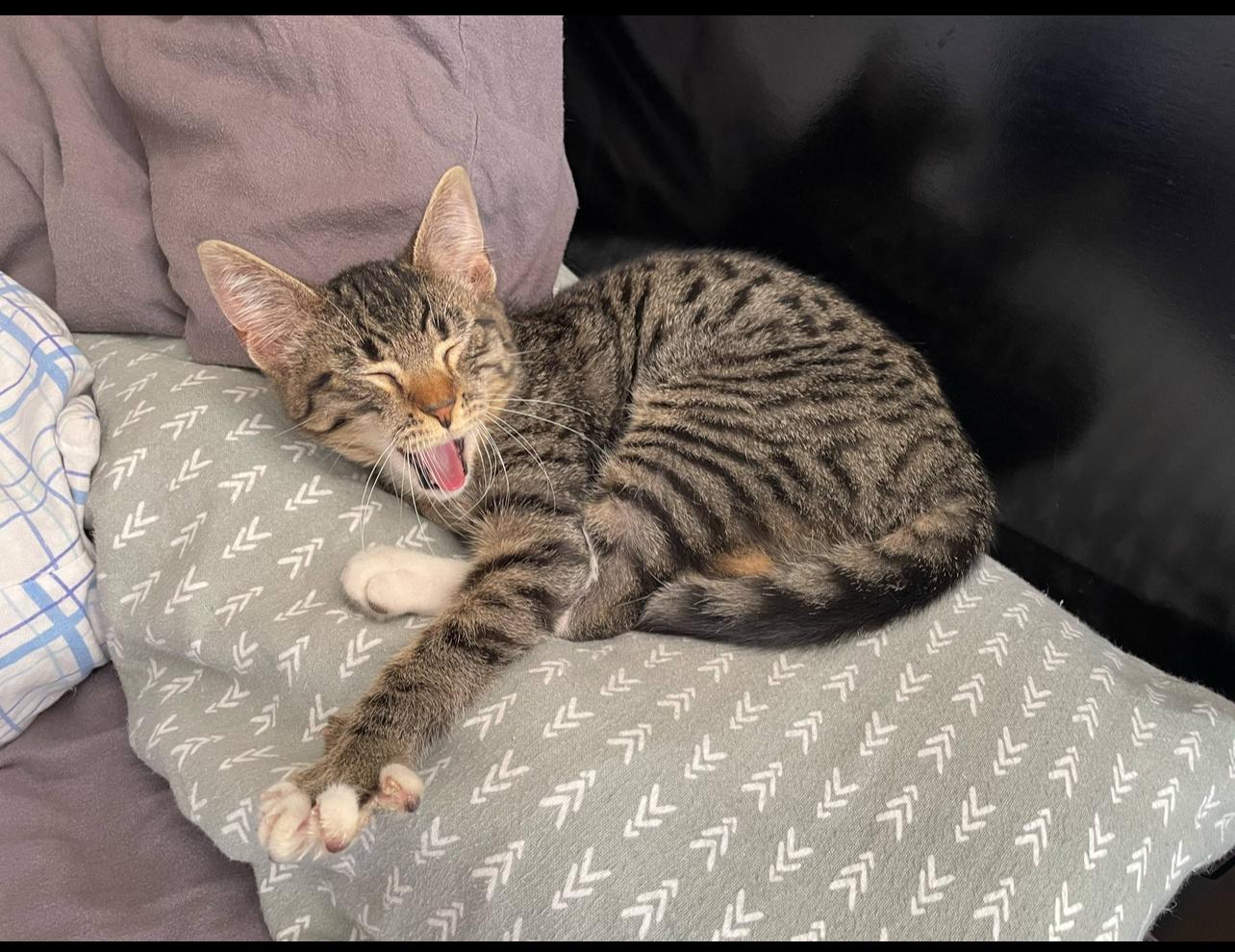 DYLAN, a Adoptable mixed breed in Palmdale, CA image 2/3