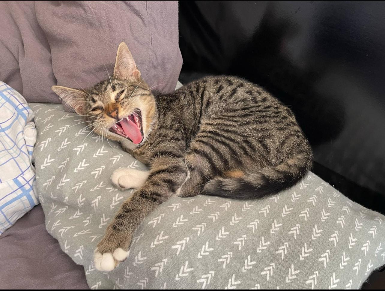 DYLAN, Adoptable, Young Male Maine Coon & Bengal.