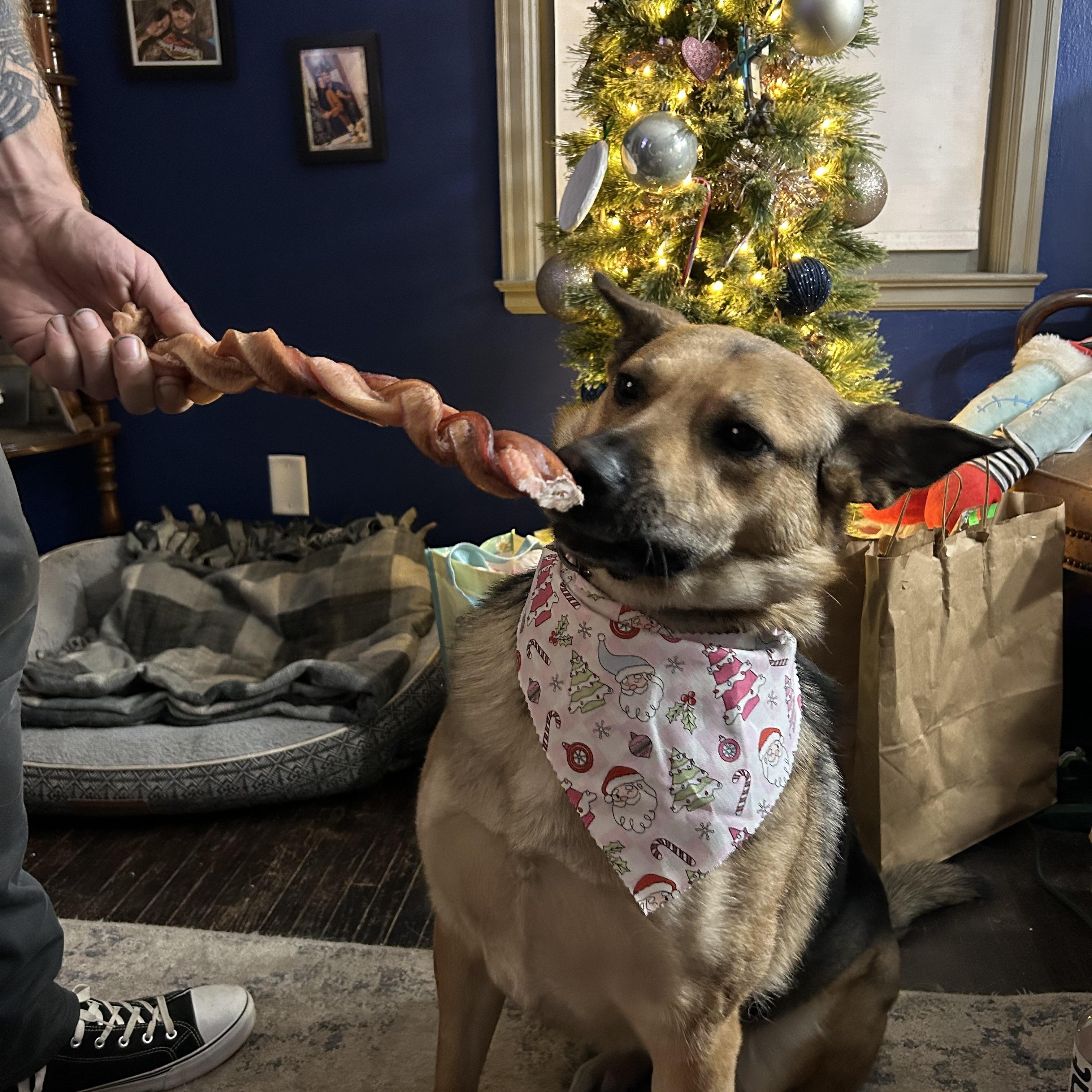 Enlarge Independence, a ADOPTABLE Mixed Breed in Sioux Falls, SD image 6/6