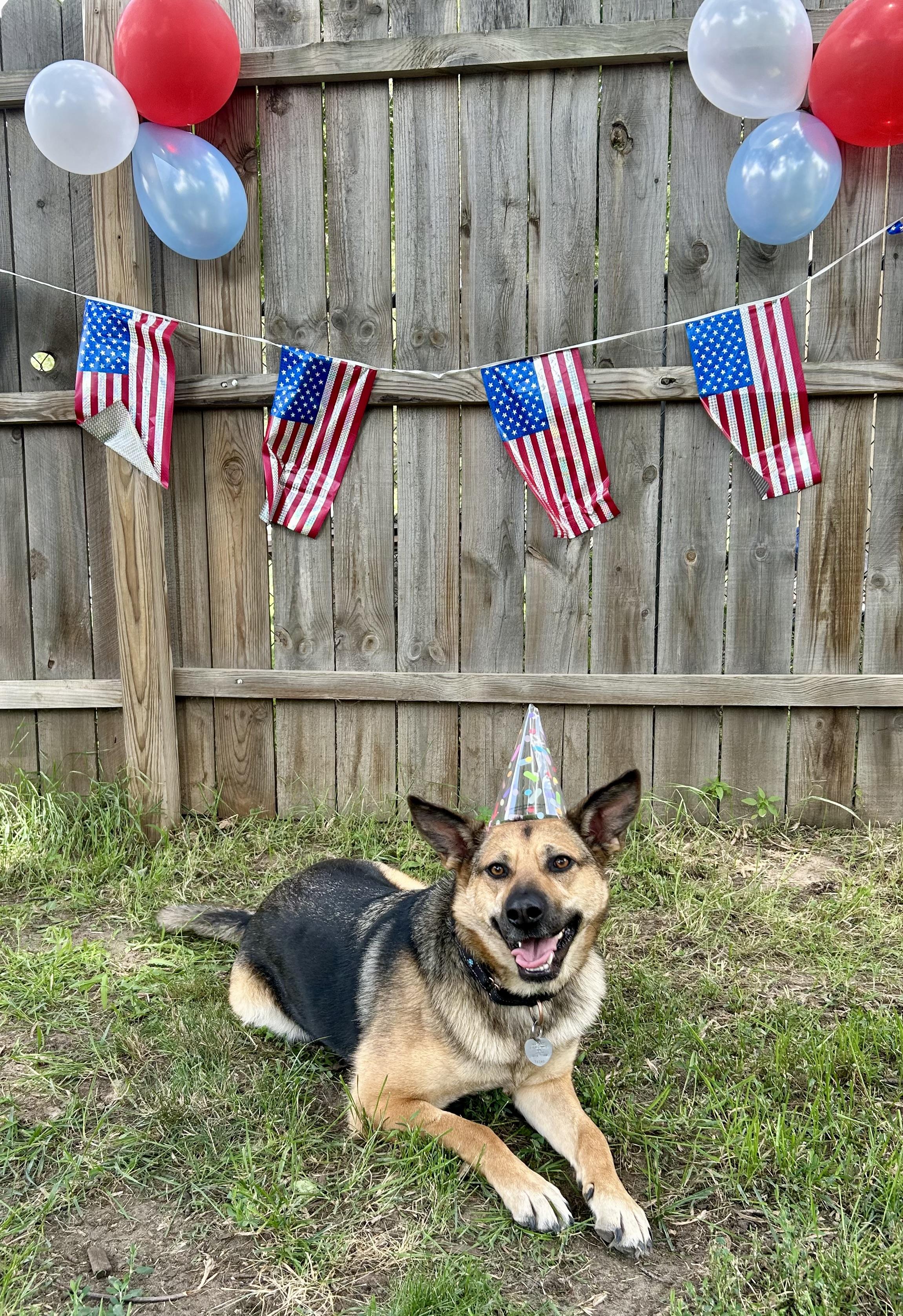 Enlarge Independence, a ADOPTABLE Mixed Breed in Sioux Falls, SD image 3/6